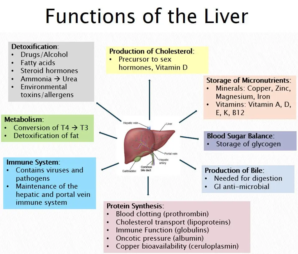 Liver function &#8211; what is the role of the liver in the body?