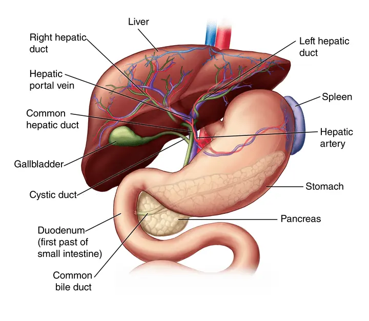 Cholestasis (cholestasis) – symptoms, treatment