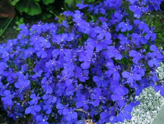 Lobelia ampelnaya Sapphire: photo and description