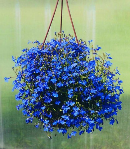 Lobelia ampelnaya Sapphire: photo and description