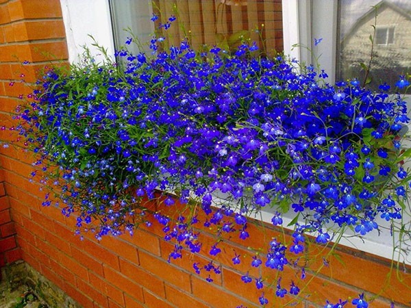 Lobelia ampelnaya Sapphire: photo and description