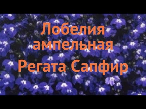 Lobelia ampelnaya Sapphire: photo and description