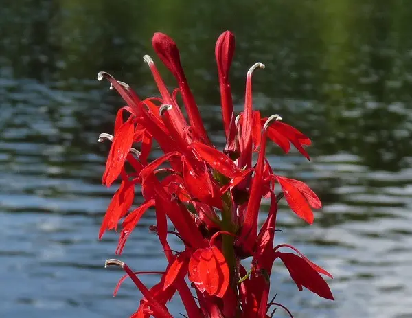 Lobelia cardinal (purple, lobelia cardinalis): red, aquarium, fiery