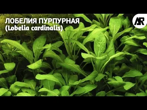 Lobelia cardinal (purple, lobelia cardinalis): red, aquarium, fiery