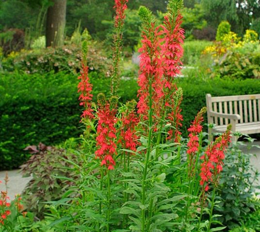 Lobelia cardinal (purple, lobelia cardinalis): red, aquarium, fiery