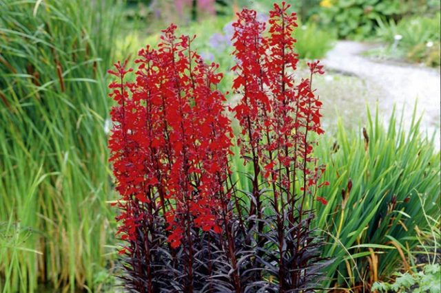 Lobelia cardinal (purple, lobelia cardinalis): red, aquarium, fiery