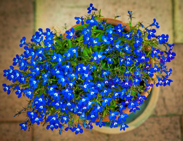 Lobelia erinus: Royal Palace, Crystal Palace and other varieties