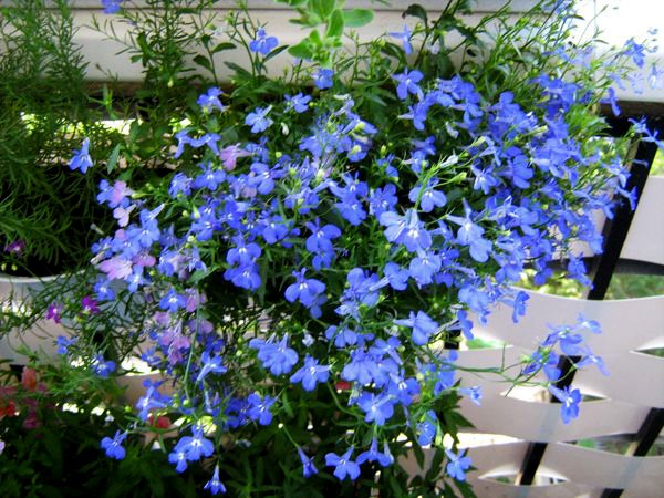 Lobelia erinus: Royal Palace, Crystal Palace and other varieties