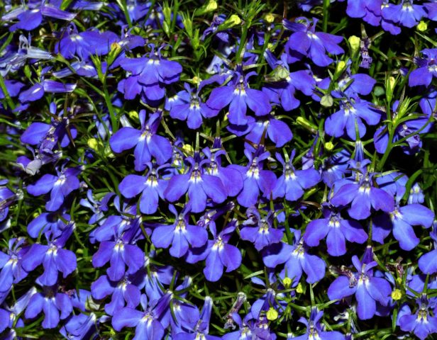 Lobelia erinus: Royal Palace, Crystal Palace and other varieties