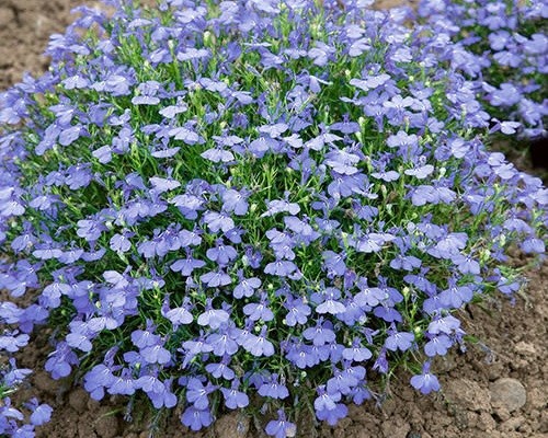 Lobelia erinus: Royal Palace, Crystal Palace and other varieties