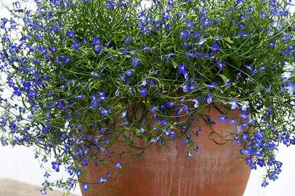 Lobelia erinus: Royal Palace, Crystal Palace and other varieties