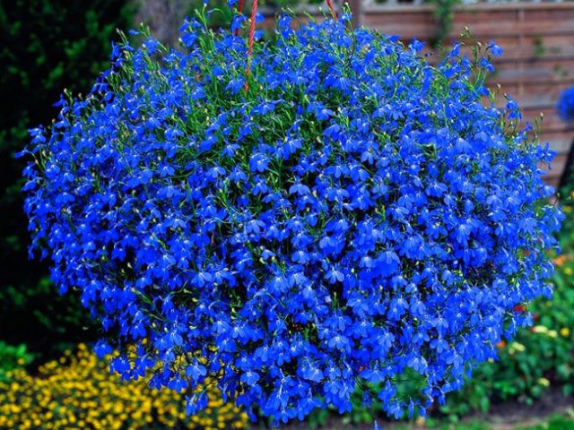 Lobelia erinus: Royal Palace, Crystal Palace and other varieties