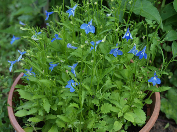 Lobelia erinus: Royal Palace, Crystal Palace and other varieties