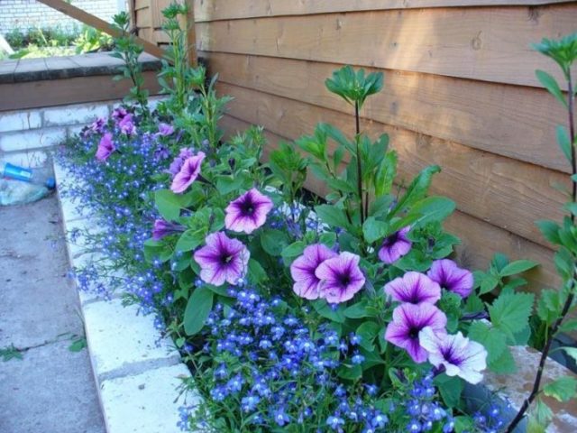 Lobelia erinus: Royal Palace, Crystal Palace and other varieties