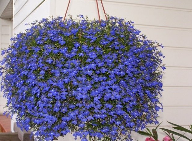 Lobelia erinus: Royal Palace, Crystal Palace and other varieties