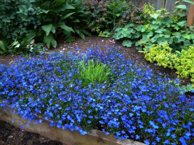 Lobelia erinus: Royal Palace, Crystal Palace and other varieties