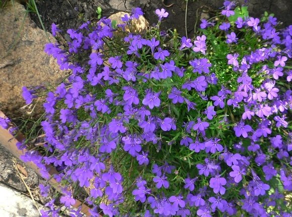 Lobelia erinus: Royal Palace, Crystal Palace and other varieties