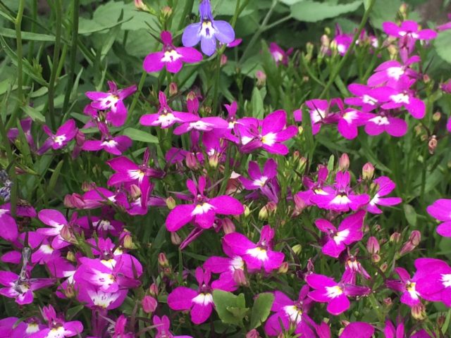 Lobelia erinus: Royal Palace, Crystal Palace and other varieties