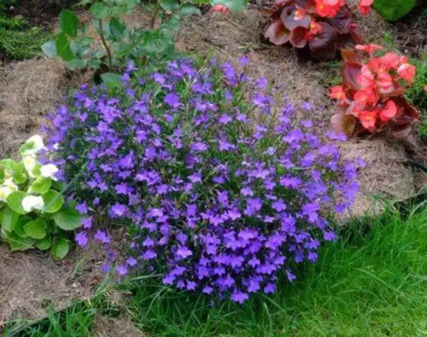 Lobelia perennial: photo, planting and care, features of growing from seeds