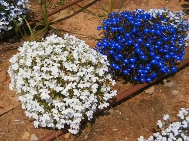 Lobelia perennial: photo, planting and care, features of growing from seeds