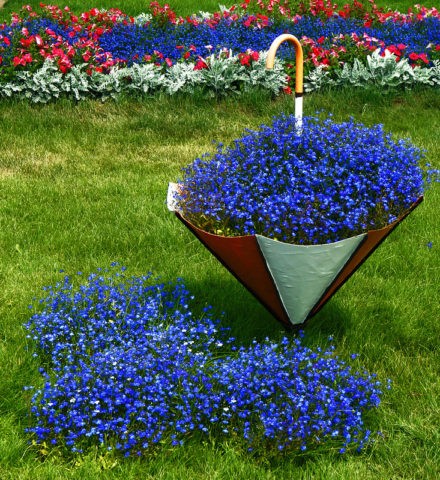 Lobelia perennial: photo, planting and care, features of growing from seeds