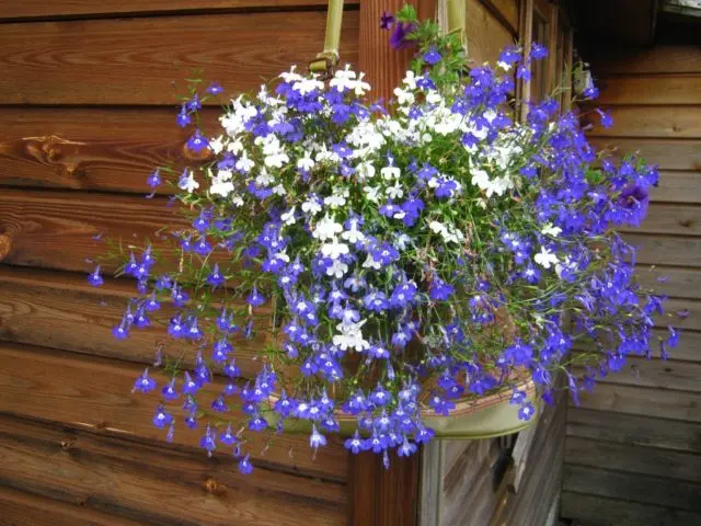 Lobelia perennial: photo, planting and care, features of growing from seeds