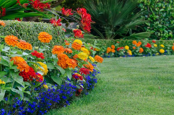 Lobelia perennial: photo, planting and care, features of growing from seeds