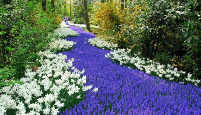 Lobelia perennial: photo, planting and care, features of growing from seeds