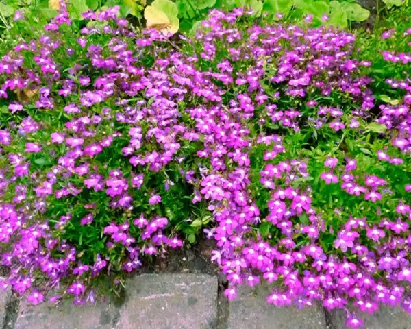 Lobelia perennial: photo, planting and care, features of growing from seeds