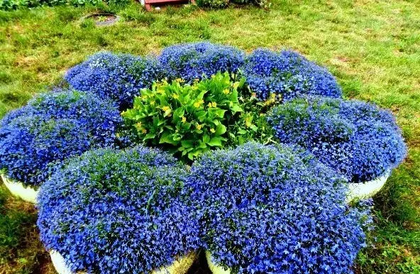 Lobelia perennial: photo, planting and care, features of growing from seeds