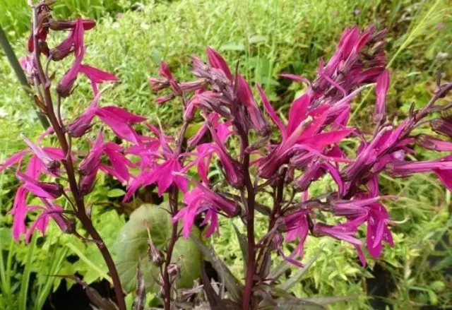 Lobelia perennial: photo, planting and care, features of growing from seeds