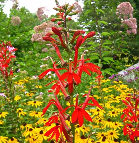 Lobelia perennial: photo, planting and care, features of growing from seeds