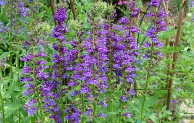 Lobelia perennial: photo, planting and care, features of growing from seeds