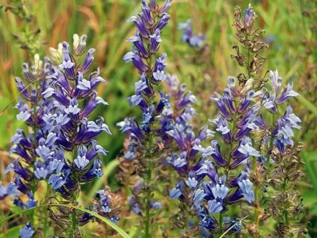 Lobelia perennial: photo, planting and care, features of growing from seeds