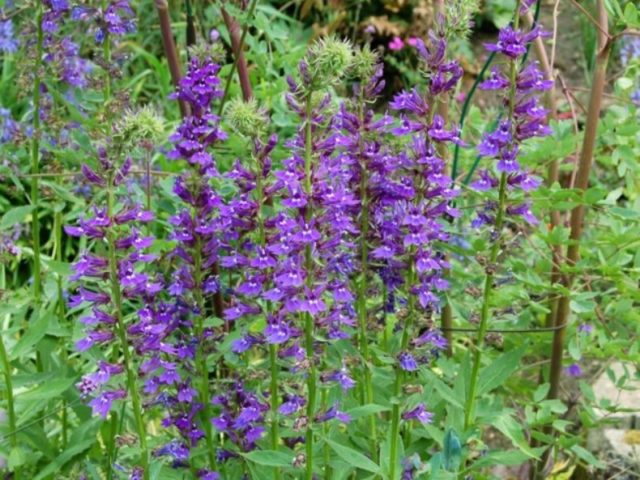 Lobelia perennial: photo, planting and care, features of growing from ...