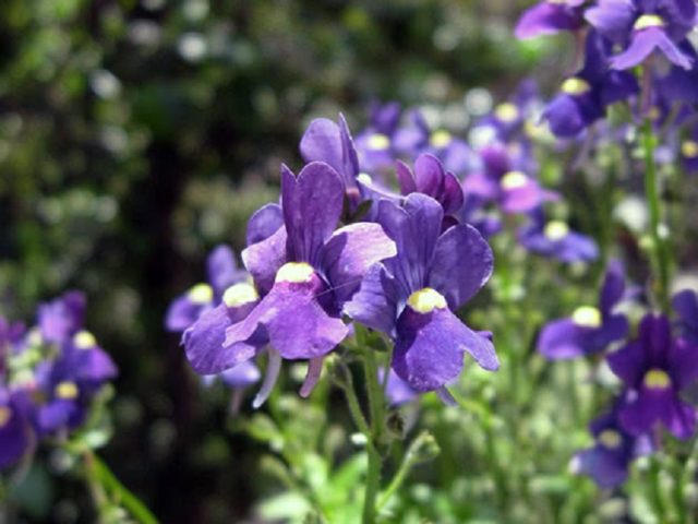 Lobelia Riviera: photo and description of varieties with pink, blue, blue, white flowers