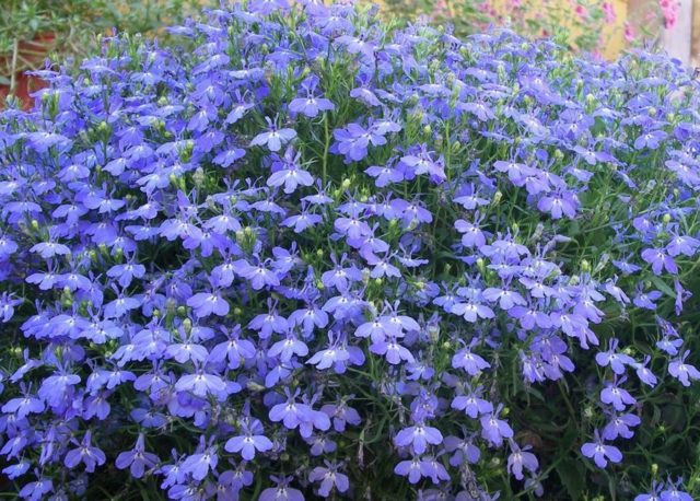 Lobelia Riviera: photo and description of varieties with pink, blue, blue, white flowers