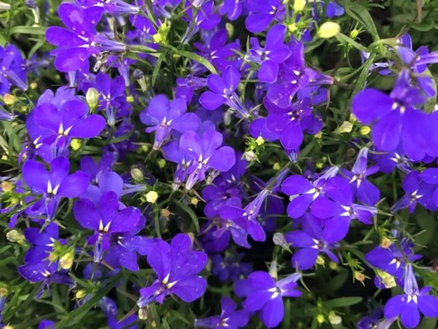 Lobelia Riviera: photo and description of varieties with pink, blue, blue, white flowers