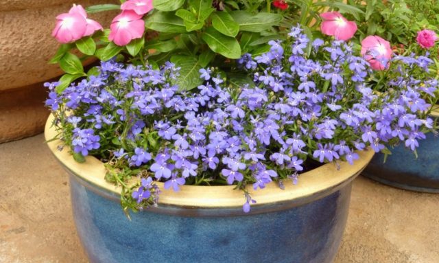 Lobelia Riviera: photo and description of varieties with pink, blue, blue, white flowers