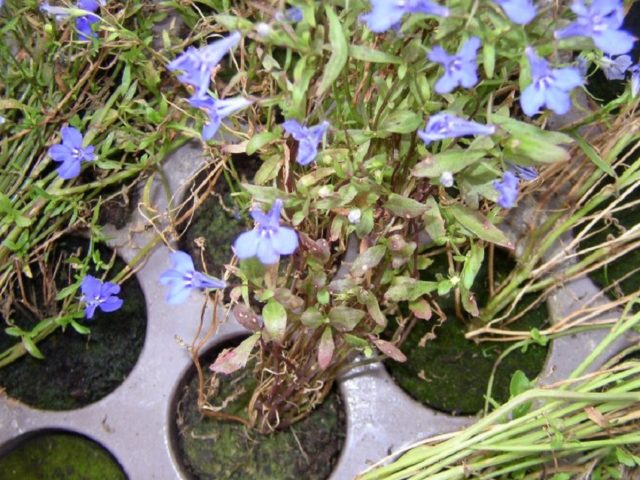 Lobelia Riviera: photo and description of varieties with pink, blue, blue, white flowers