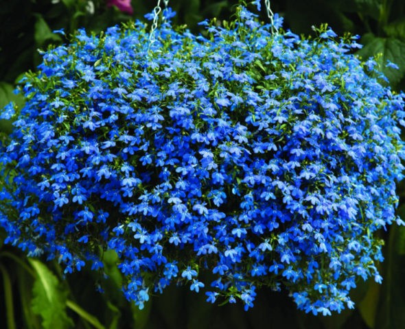 Lobelia Riviera: photo and description of varieties with pink, blue, blue, white flowers