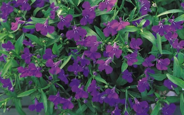 Lobelia Riviera: photo and description of varieties with pink, blue, blue, white flowers