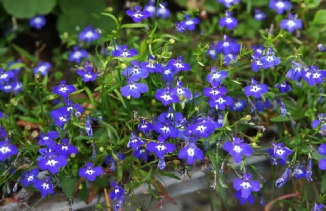 Lobelia Riviera: photo and description of varieties with pink, blue, blue, white flowers