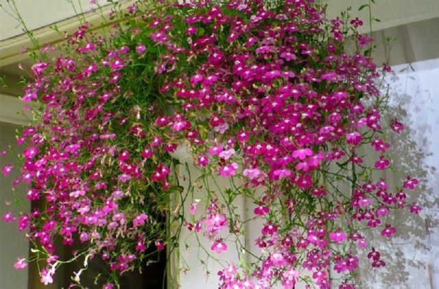 Lobelia Riviera: photo and description of varieties with pink, blue, blue, white flowers