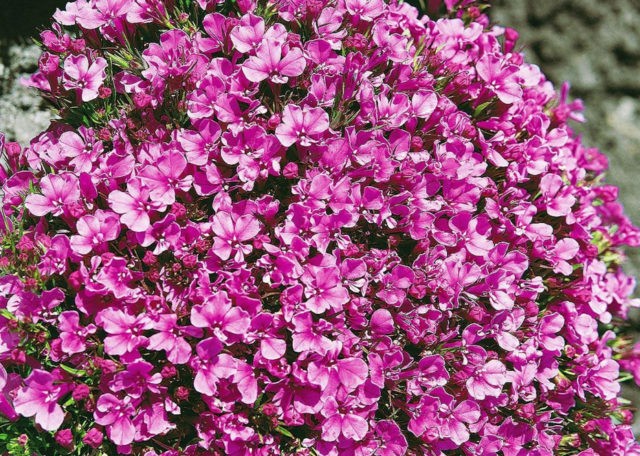 Lobelia Riviera: photo and description of varieties with pink, blue, blue, white flowers