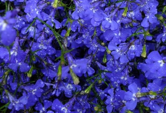 Lobelia Riviera: photo and description of varieties with pink, blue, blue, white flowers