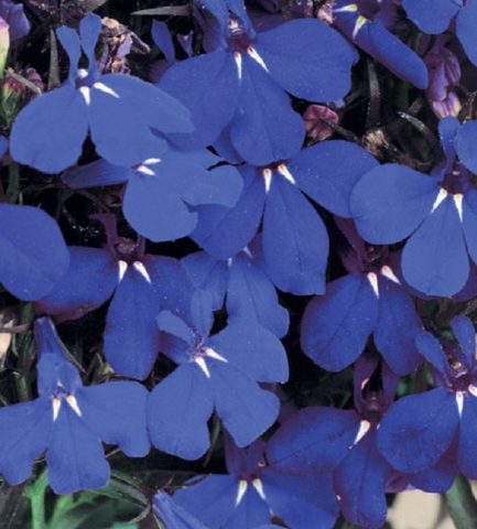 Lobelia Riviera: photo and description of varieties with pink, blue, blue, white flowers