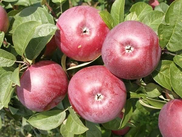 Lobo apple tree: description and photo of the variety, planting and care, reviews