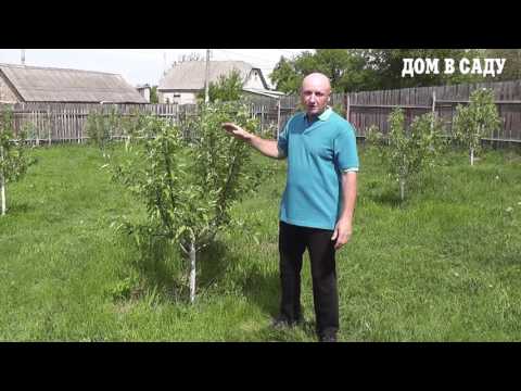 Lobo apple tree: description and photo of the variety, planting and care, reviews