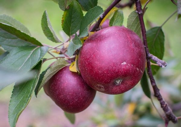 Lobo apple tree: description and photo of the variety, planting and care, reviews